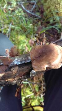 Polyporus varius image