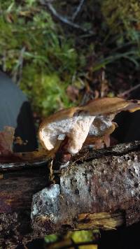 Polyporus varius image