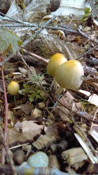 Coprinellus micaceus image