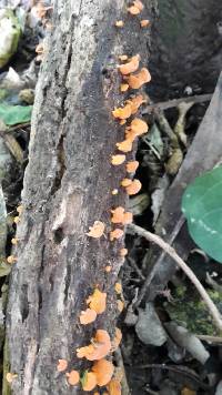 Favolaschia calocera image