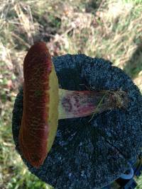 Boletus ripariellus image