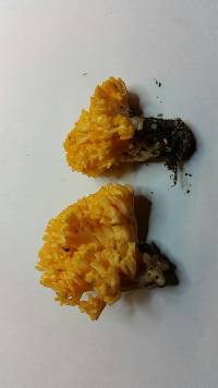 Ramaria lorithamnus image