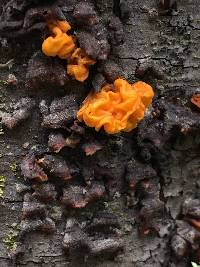 Tremella aurantia image