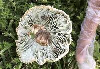 Chlorophyllum molybdites image