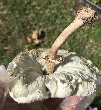 Chlorophyllum molybdites image