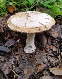 Amanita velosa image