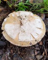 Amanita velosa image