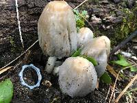 Coprinopsis atramentaria image