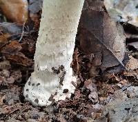 Amanita velosa image