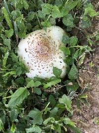 Chlorophyllum molybdites image