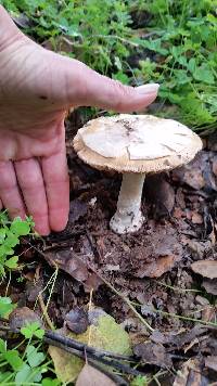 Amanita velosa image