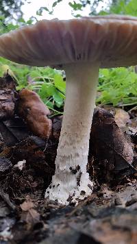 Amanita velosa image