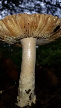 Amanita velosa image