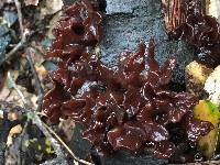 Tremella foliacea image