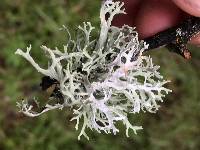 Evernia prunastri image