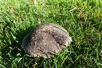 Tricholoma terreum image