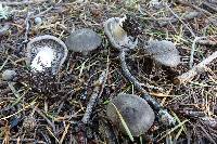 Tricholoma terreum image