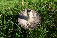 Tricholoma terreum image