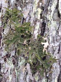 Lobaria pulmonaria image