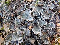 Peltigera canina image