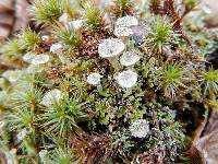 Cladonia chlorophaea image