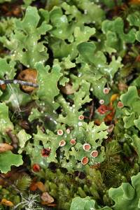 Pseudocyphellaria homoeophylla image