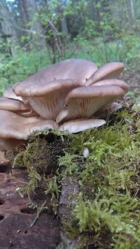 Pleurotus pulmonarius image