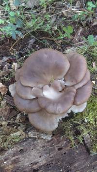 Pleurotus pulmonarius image