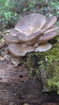 Pleurotus pulmonarius image