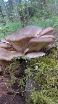 Pleurotus pulmonarius image