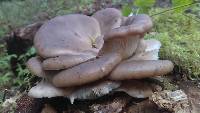 Pleurotus pulmonarius image