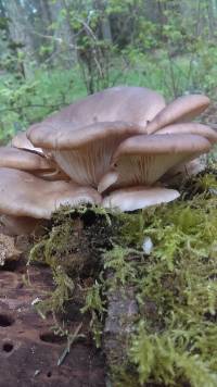 Pleurotus pulmonarius image