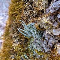 Cladonia coniocraea image