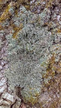 Cladonia coniocraea image