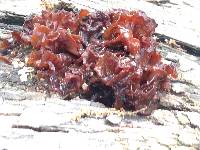 Tremella foliacea image