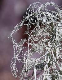 Ramalina menziesii image