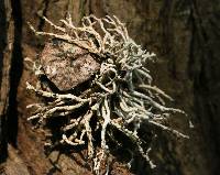 Niebla cephalota image