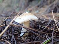 Amanita gemmata image