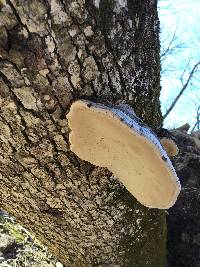 Ganoderma applanatum image