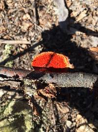 Pycnoporus cinnabarinus image