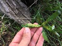 Puccinia lagenophorae image