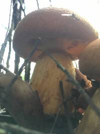 Gymnopilus junonius image