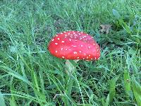 Amanita muscaria image