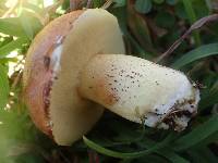 Suillus granulatus image