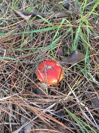 Amanita muscaria image