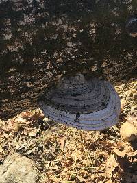 Ganoderma applanatum image