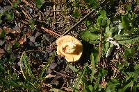 Suillus granulatus image