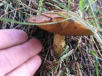 Suillus granulatus image