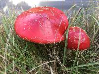 Amanita muscaria image