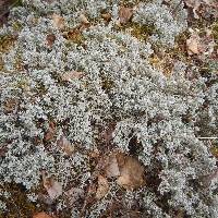 Cladonia rangiferina image